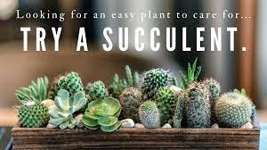 It's a unique, decorative way to add for most cacti, this will be easy to do and you'll get a clean break. Looking For An Easy Plant To Care For Try Succulents Loop News