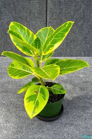 Image result for Ficus conraui