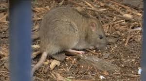 Same day pest control solutions in santa ynez ca. La Ranks No 2 In Orkin S Rattiest Cities List Abc7 Los Angeles