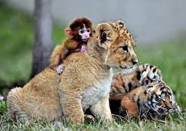 Monkey And Tiger Friends Animals Friendship Animals Friends Animals