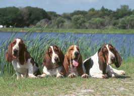 Basset hound puppies are adorable and we have people all over the united states including illinois. Basset Hounds 10 Fun Facts About This Droopy Dopey Dog Breed
