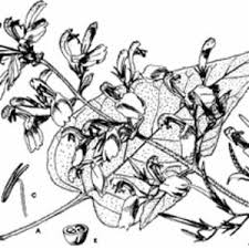 Image result for Anisosepalum