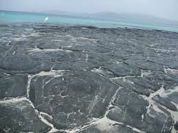 「市橋　オーハ島」の画像検索結果