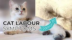 Top 10 Signs Your Cat Is In Labor Including Pre Labor Symptoms Sneak Peak Of Nala S Kittens Youtube