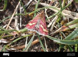 Image result for Pyrausta ostrinalis