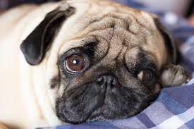 Dogs Evolved Sad Eyes to Manipulate Their Human Companions, Study ...