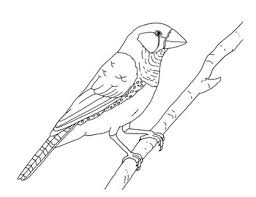 May 22, 2021 by phoebe weston. Zebra Finch Coloring Page By Mama Draw It Teachers Pay Teachers