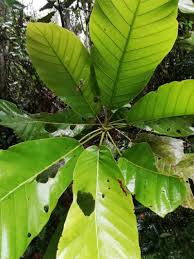 Image result for Uapaca