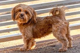 The coat is long and can be either curly or wavy. Shih Poo Dog Breed Information And Characteristics Daily Paws