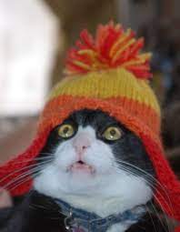 Karma Cats Cats With Hats I Love Cats
