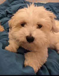 💥💥 Please Share Shared post San Gabriel California Near Mission and  Manley. Contact the number in the post with any information