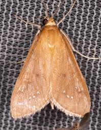 After mating, the female deposits loose eggs on bark, in bark crevices, under bark scales, on lichen, etc. Maryland Biodiversity Project White Spotted Brown Moth Diastictis Ventralis