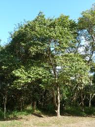 Image result for Dioscorea schimperiana