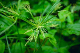 Image result for Cyperus haspan