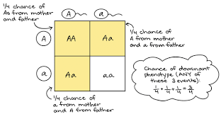 The punnett square is a square diagram that is used to predict an outcome of a particular cross or breeding experiment. Does A Punnett Square Work For Genetic Traits Such As Eye Color Where There Are More Than 2 Alleles Quora