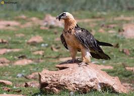 De vogel die doorgaans niet voorkomt in nederland, is met een spanwijdte tot 2,80 meter de grootste vogel van europa. Lammergier Bearded Vulture Lammergeier Birdimage