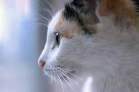 A bone marrow aspiration and biopsy are performed to examine bone marrow, the spongy liquid part of the bone where blood cells are made. What Is Feline Leukemia Felv Kitten Rescue
