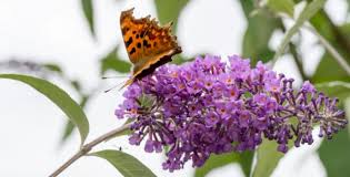 Image result for Komule střídavolisté