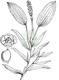 Image result for Potamogetonaceae