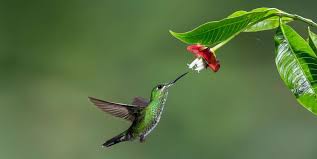 Hummingbirds love water, especially if it's moving. 12 Best Flowers To Attract Hummingbirds To Your Garden 2021