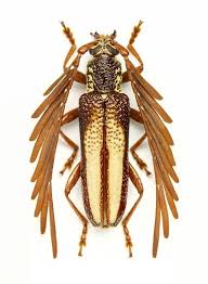 Black And Yellow Longhorn Beetle Uk Pin By Carmen Andara Decena On Bocekler Insects Beetle Insect Bugs And Insects