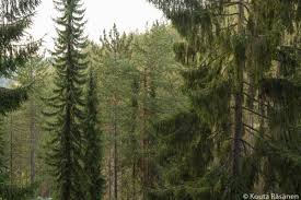 Godine, upravlja područjem koji obuhvata najveći deo masiva planine tare i površinu od 24.991,82 ha, na teritoriji opštine bajina bašta, u zapadnom delu republike srbije. Serbische Fichten In Nacionalni Park Tara In Zaovine Umadija And Western Serbia Serbien