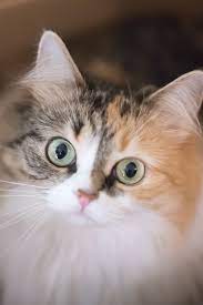 What Is A Moggy Cat In 2021 Pedigree Cats Cats Beautiful Cats