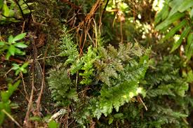 Image result for Abrodictyum rigidum