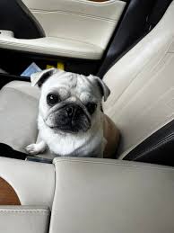 Austin Lost and Found Pets