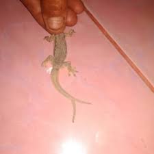 Jual Cicak Buntut 2 Terbaik Terbaru October 2021 Harga Murah