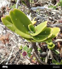 Image result for Cyrtorchis arcuata