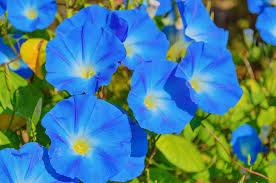 Image result for Ipomoea tricolor