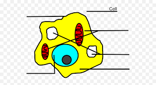 We did not find results for: Free Animal Cell Png Download Clip Art Animal Cell Easy Drawing Cell Png Free Transparent Png Images Pngaaa Com
