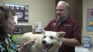Today's pet of the week is jamison jewell! Home Page Whitworth Pet Vet In Madison Alabama