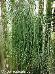 Image result for Psilotrichum