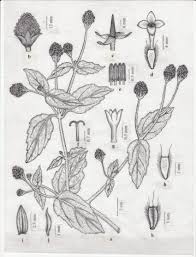 Image result for Acmella