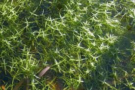 Image result for Callitriche