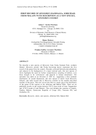 Image result for Anthospermum whyteanum