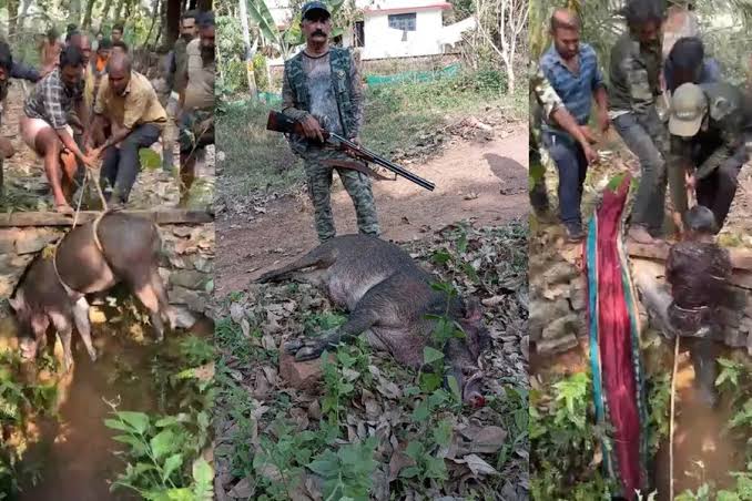 Malappuram witnesses daring rescue mission as wild boar, shooting team member fall into same well | Mathrubhumi English