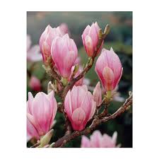 It is also known as chinese magnolia it is one of the most commonly used magnolias in horticulture. Magnolia Tree Saucer Magnolia Soulangeana 1 Gallon Growers Solution