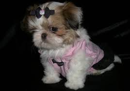 Four shih tzu yorkie imperial puppies ready to go home. Sumora Chinese Imperial Shih Tzu S Los Angeles Ca 90044