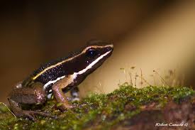 Rana saltarina de muslos brillantes (Especies de Anfibios del Meta,  Colombia) · iNaturalist