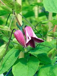 Mandschurica ломонос, leatherleaf ломонос (ломонос маньчжурский) 50 семян. Clematis Texensis Etoile Rose Photograph By Ian Gowland Science Photo Library