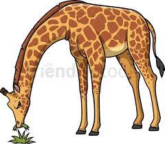 We did not find results for: Giraffe Eating Grass Cartoon Clipart Vector Friendlystock Giraffe Illustration Cartoon Clip Art Giraffe