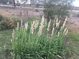 The story continues after the pontianak (banshee/vampire) has avenged her death by eliminating her murderer (marsani) and his entire bloodline. Tuberose Harum Sundal Malam Mini Kebun Belakang Rumah Facebook