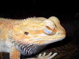 Bearded Dragon Behavior And Diseases A Bearded Dragon Mom Bearded Dragon Dragon Eye Dragon
