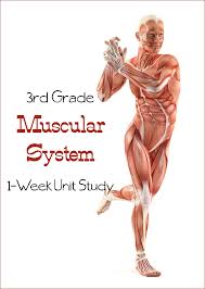 Learn The Muscular System Third Grade Unit Study Muscular System For Kids Human Body Unit Study Study Unit