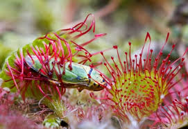 Xkjgx91's strange plant mega farm. 13 Strange But Interesting Carnivorous Plants That Eat Bugs