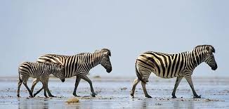 Image result for zebra