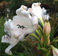 Image result for Crinum macowanii